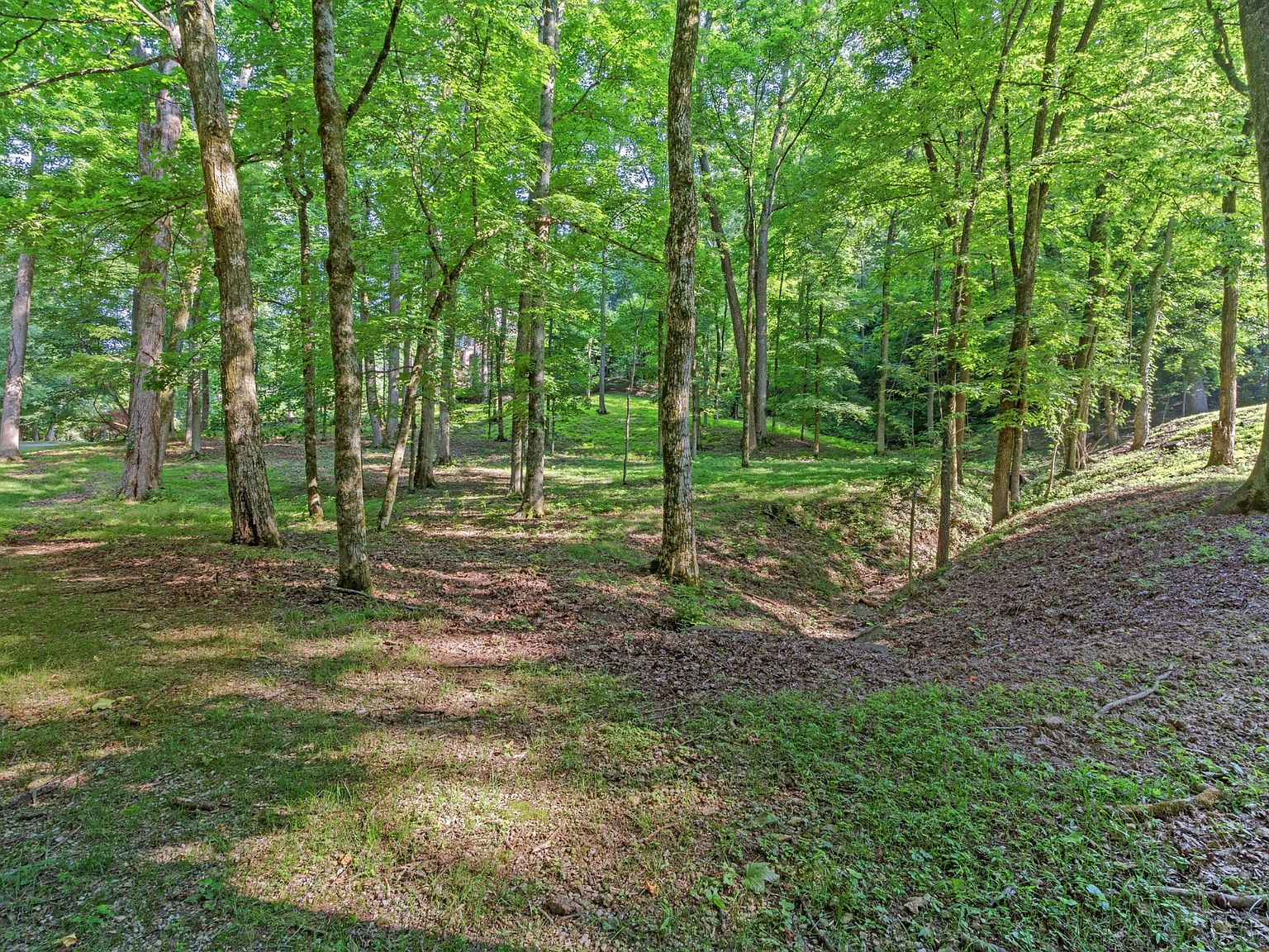 Interior view among the mature trees on the 2.01-acre lot