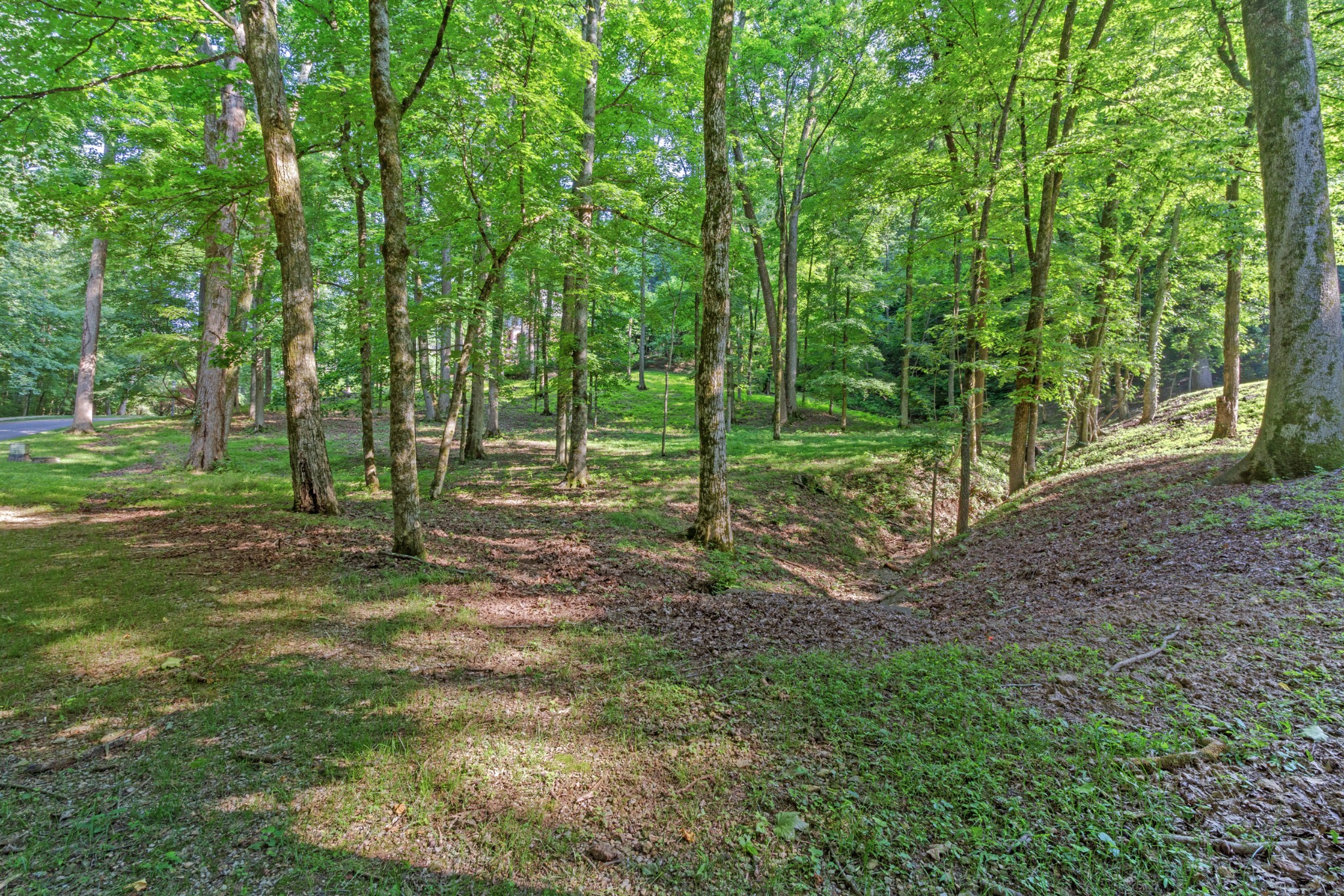 Sun-dappled open woodland interior of the lot at 35 Annandale