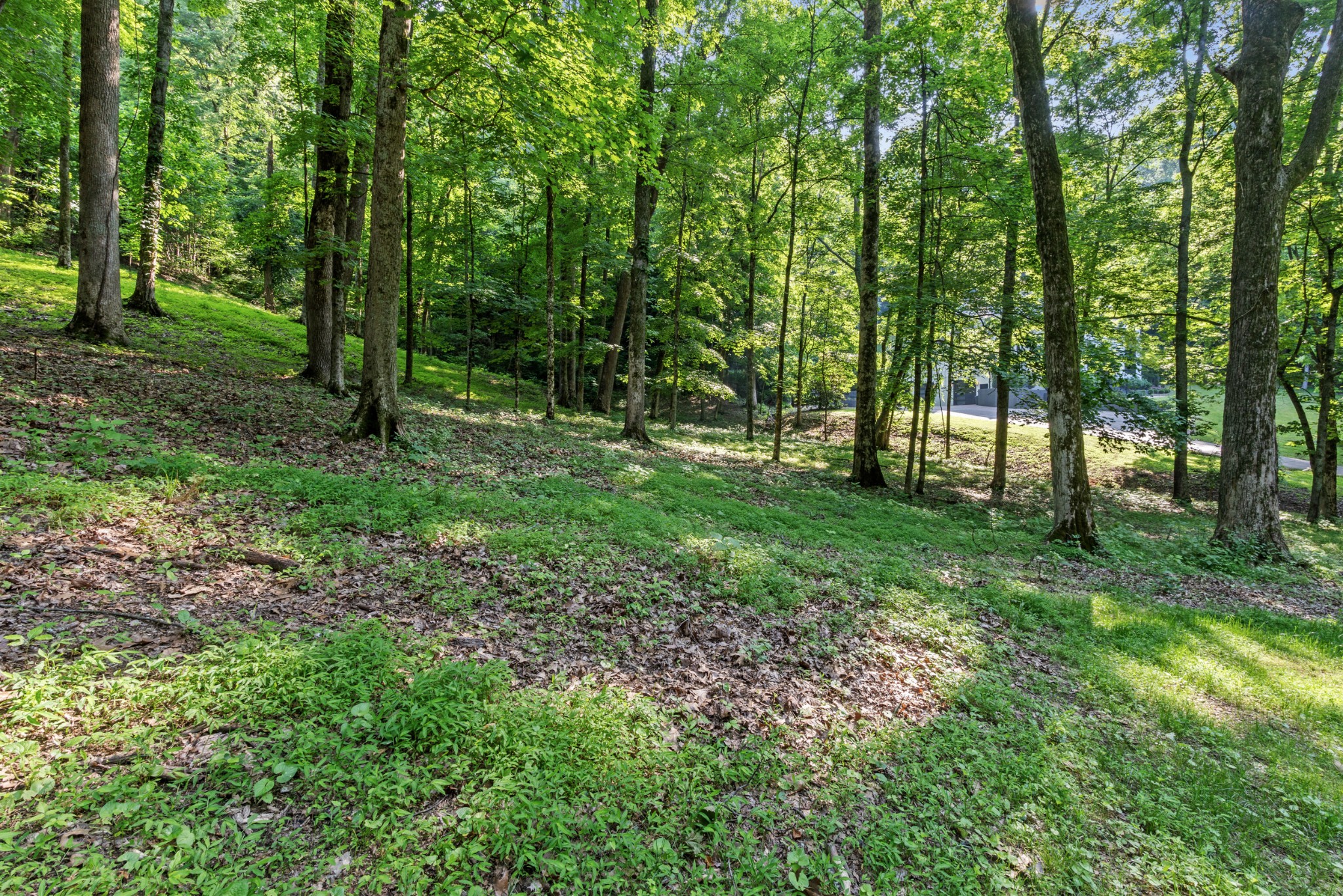 The quiet road frontage of the lot under the hardwood canopy