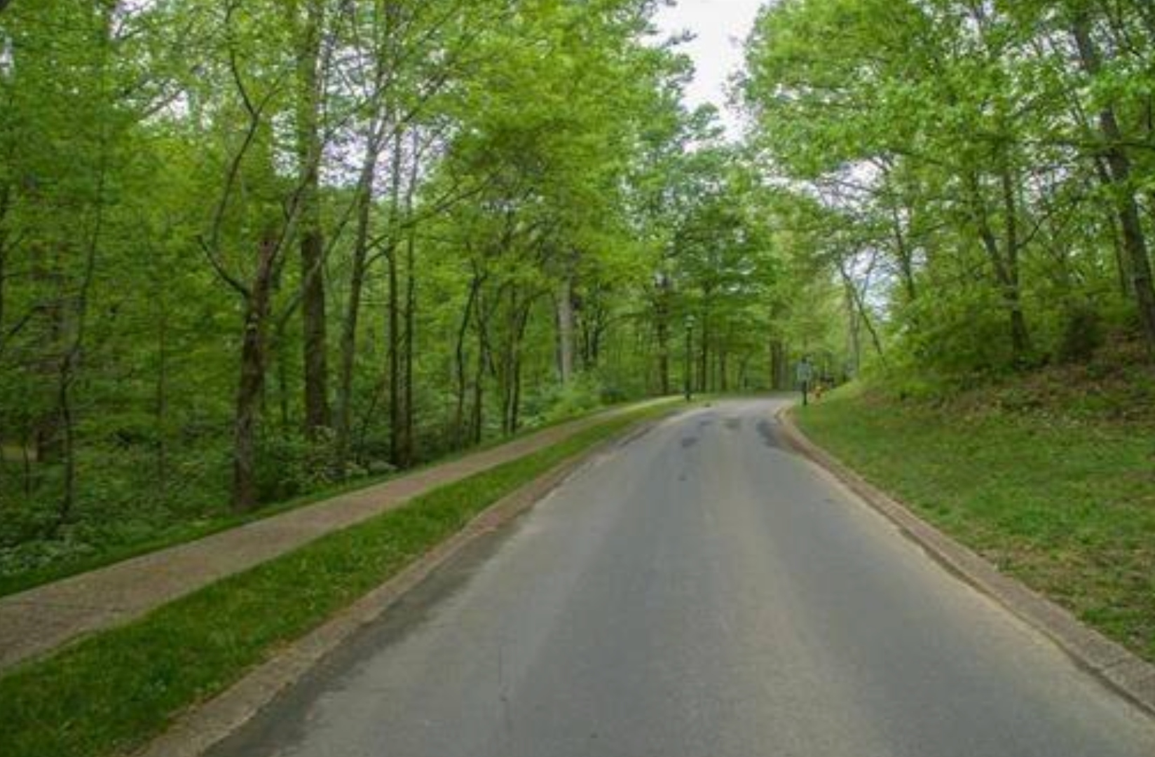 The quiet, tree-canopied interior road of Otter Wood